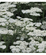 500 Plus White Yarrow Seeds - $12.67 CAD