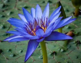 Nymphaea caerulea Sacred Blue Lily of the Nile Blue Lotus 10 Seeds - £17.05 GBP