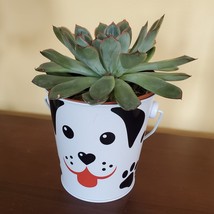 Echeveria Succulent in Tin Bucket with Dog Face, 4" live plant in animal planter image 3