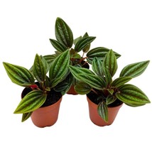 BubbleBlooms Peperomia Rosso Set of 3 in 2 inch pots - £18.15 GBP