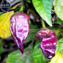 Pepper Purple Ghost Bhut Jolokia Seeds 15 Seeds Hot Spicy Heirloom Vegetables Ga - $7.22