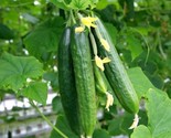 Muncher Cucumber 25 Seeds Heirloom Burpless -Vegetable Garden Fast Shipping - $8.99