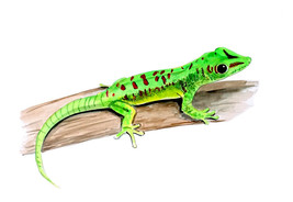 Gecko Green Reptile Lizard Vinyl Decal Sticker Car Truck Auto Glass Body... - $6.95+