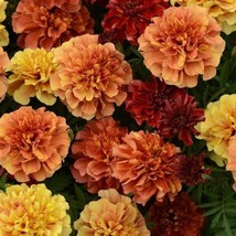 Marigold Seeds 50 Marigold Strawberry Blonde Seeds Garden USA - $16.00