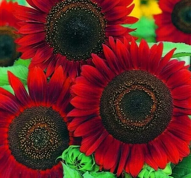 LWS Red Sun Sunflower Annual Flowers Vegetable Heirloom 30 Seeds Fast Sh... - €8,08 EUR