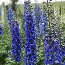 50 pcs Blue Buccanee Delphinium Seed Perennial Garden Flower Bloom Seed Flowers - £9.92 GBP