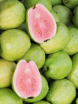 Sell 50 Sweet Pink Tikal Guava Seeds US Seller - $11.61