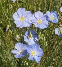 LEWIS FLAX SEEDS Linum lewisii 1000 Seeds for Planting -Western Native Perennial - £13.47 GBP