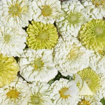 USA Non GMO 100 Seeds Zinnia Key Lime Pie Mix Cut Flowers Pollinators Butterflie - £7.03 GBP
