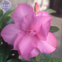 BELLFARM Adenium Purely Pink Double Petals 2 professional 3-layer blooms home... - $12.28