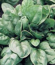 Spinach Seed, Giant Nobel, Heirloom, Organic, Non Gmo, 100 Seeds, Salad Spinach - £3.11 GBP