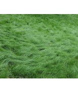 No Mow Lawn Grass Seed Dwarf Fine Fescue Mix Low Maintenance Lawn Seed F... - $818.02 MXN