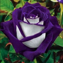 Purple Haze Rose Seeds Fresh Garden USA SELLER - £8.23 GBP