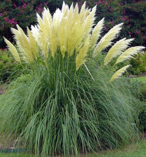 THJAR White Pampas Grass Seeds, Heirloom Ornamental Grass Seeds, Feather... - $67.66 MXN