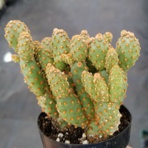 Cacti Opuntia rufida minima monstrose cactus Succulent real live plant - £29.32 GBP