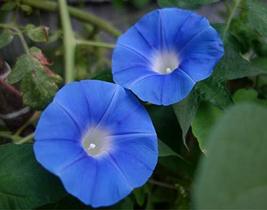 Morning Glory Seed, Box Blue, 20 Seeds, Glowing Blue Season Long Blooms - $6.74