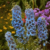 50 Moonlight Blues Delphinium Seeds Perennial Flower Garden Seed Flowers - £9.66 GBP