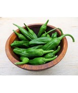KKG 50 Shishito Pepper Green To Red Mild Japanese Chili Capsicum Fresh G... - $8.89