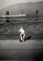 WW2 Era 1940&#39;s Dog Smoking Pipe Camp White Mascot Jackson Oregon OR BW Photo - £13.59 GBP