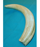 #23 WartHog Tusk  LEFT HAND  (Imitation Replica) for Display, Engraving - $12.82