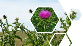 SHIP FROM US 30 Blessed Milk Thistle Seed - Silybum marianum, ZG09 - £15.63 GBP