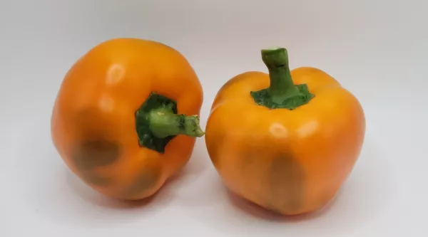 Orange You Sweet Hungarian Cheese Peppers 15 Seeds Deliciously Sweet Min... - $59.27 MXN