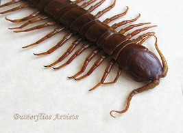 Scolopendra Gigantea Real Taxidermy Entomology Framed Museum Quality Shadowbox - £77.97 GBP
