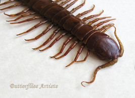 Scolopendra Gigantea Real Taxidermy Entomology Framed Museum Quality Sha... - £79.12 GBP