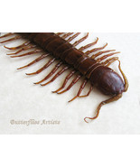 Scolopendra Gigantea Real Taxidermy Entomology Framed Museum Quality Sha... - $98.99