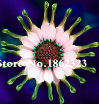 Year 100 Seeds African Blue Eyed Daisy Flower Bonsai Osteospermum Flower Bonsai  - $6.90