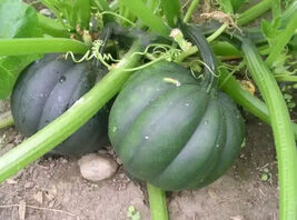 100 Table Queen Acorn Winter Squash Seeds Heorloom  - $5.37