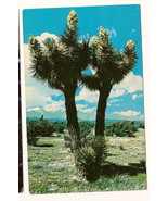 Joshua Tree Forest California Postcard Unused - €5,12 EUR