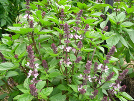 500 Anise Persian Basil Ocimum basilicum Herb Black Licorice Flavor - $5.35