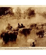 1921 Catching Elephants Alive Sport Photo Print India Antique Ephemera T... - $105.31 CAD
