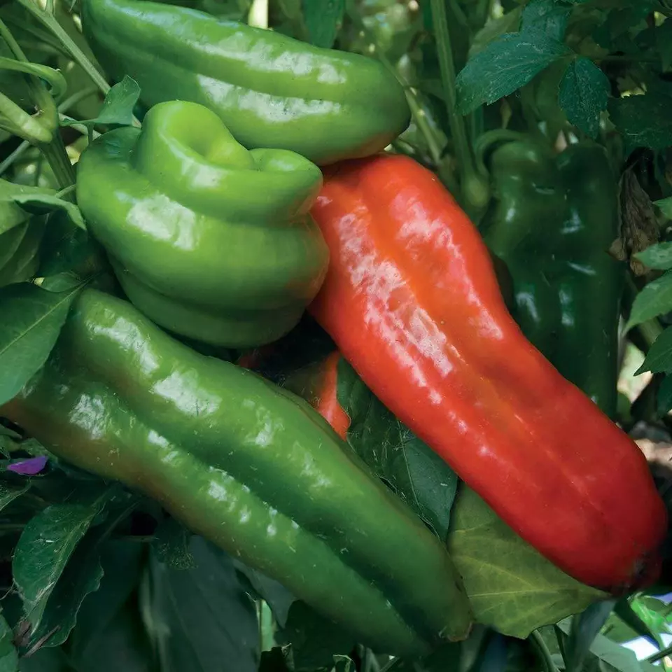 BStore 25 Sweet Marconi Rosso Pepper Italian Pepper Non-Gmo Seeds Starte... - $9.36
