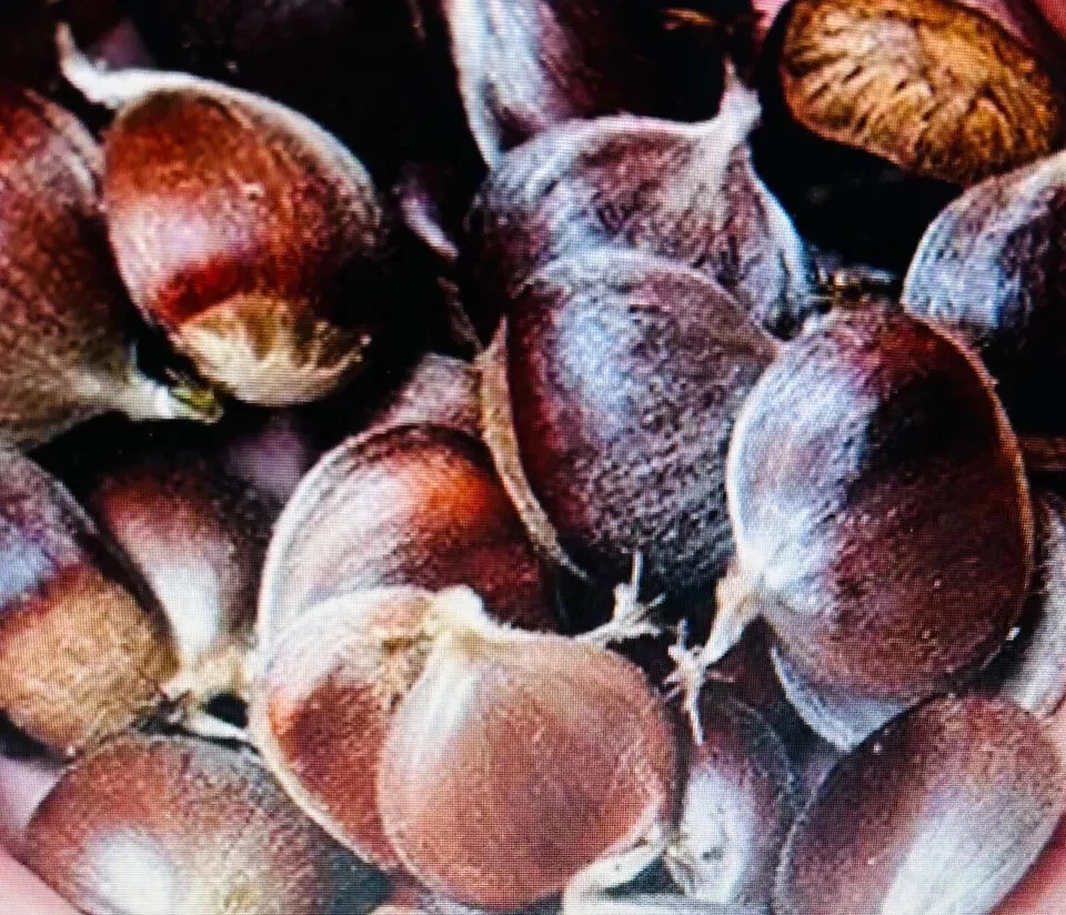 24PCS American Chestnuts Tree Seeds Hybrid Chinese Edible 2024 HARVEST - $35.61