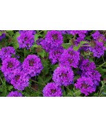 250 seeds - Moss Verbena - Stunning Drought Resistant Ground Cover - €7,77 EUR