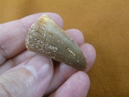 (DF233-114) 1-3/8&quot; Fossil MOSASAURUS Dinosaur tooth Mosasaur dino dig fossil - £15.43 GBP