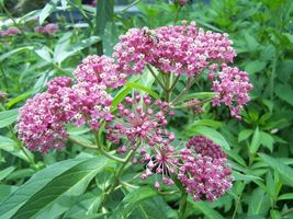 Live Plant Starter Plant Plug Asclepias incarnata Swamp Milkweed Native - £23.18 GBP