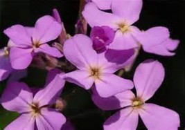 EVENING SCENTED STOCK FLOWER 200 FRESH SEEDS FREE USA SHIPPING - $2.28
