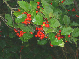 New Fresh Seeds 20 Old Heavy Berry Amer Holly Seeds Ilex Opaca X Old Heavy Berry - £11.99 GBP