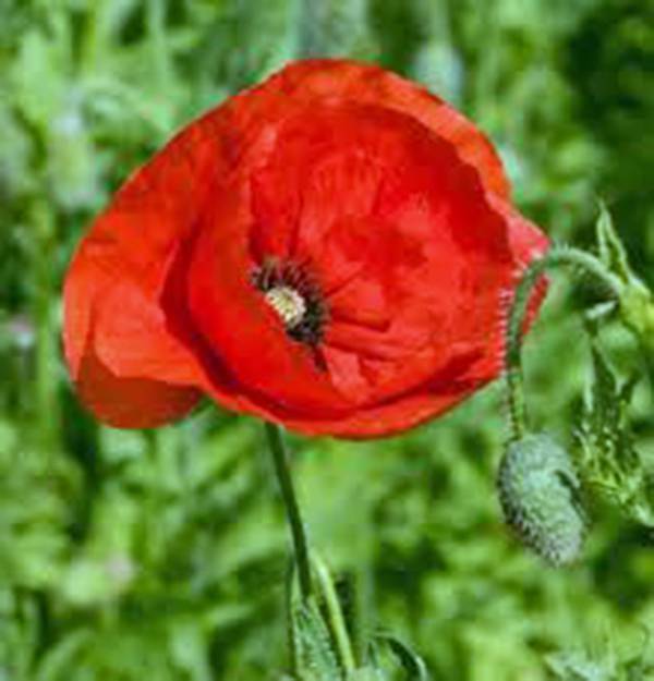 POPPY, FLANDERS, 500 SEEDS, ORGANIC, STUNNING BRIGHT RED FLOWER, GREAT POPPIES