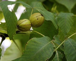 Carya Laciniosa (Shellbark Hickory) 2 seeds - £1.84 GBP