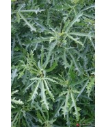 KKG Ficus Afghanistanica Afghan Fig Tree Exotic Seeds Fresh Garden - $9.89