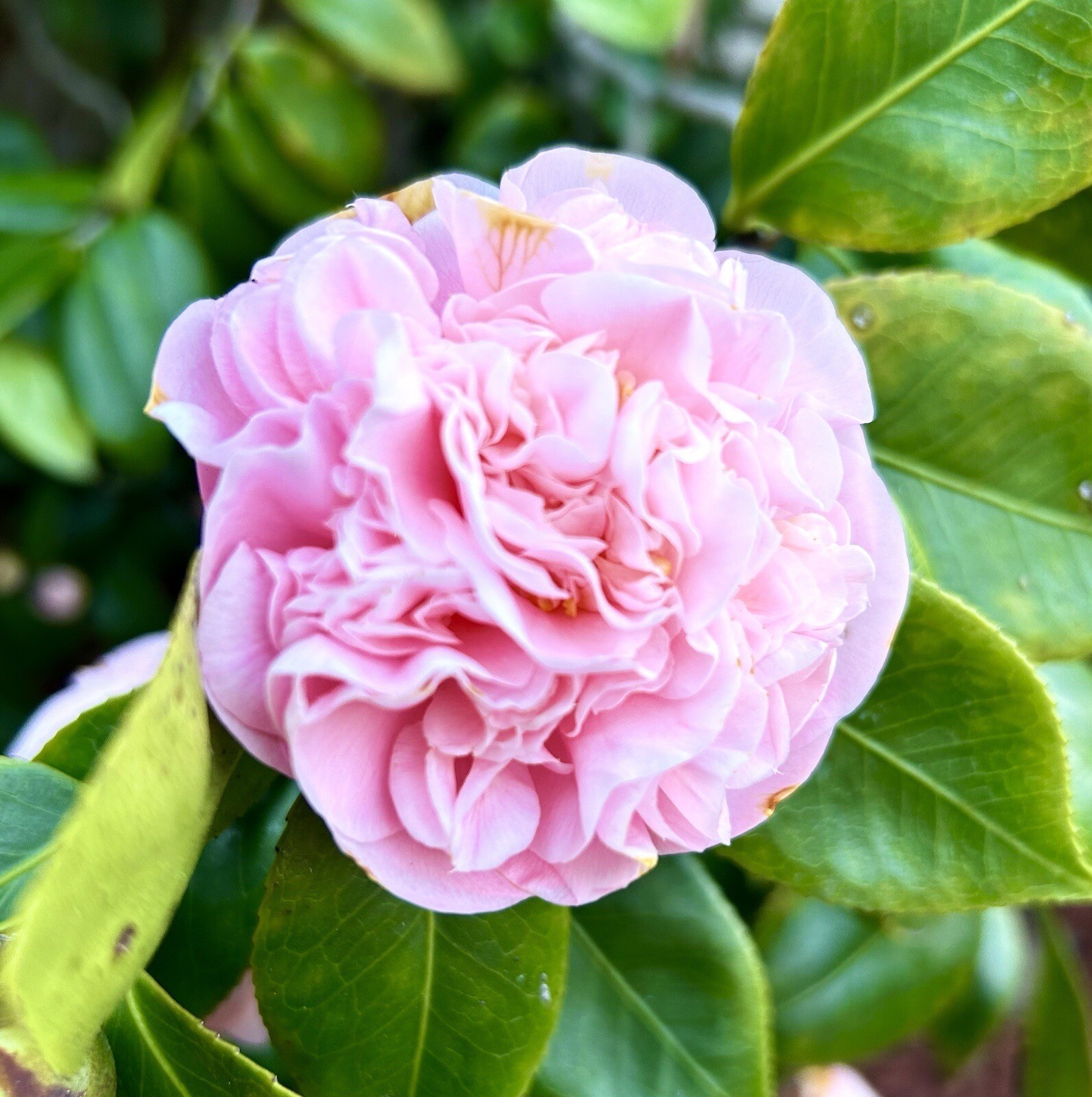Multiple Pentals Pink Camellia Sasanqua 6 Seeds Fresh Gardening - $39.98