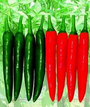 Chili Pepper Cayenne Red Hot Chili Organic Heirloom, 1500 SEEDS D - £9.55 GBP