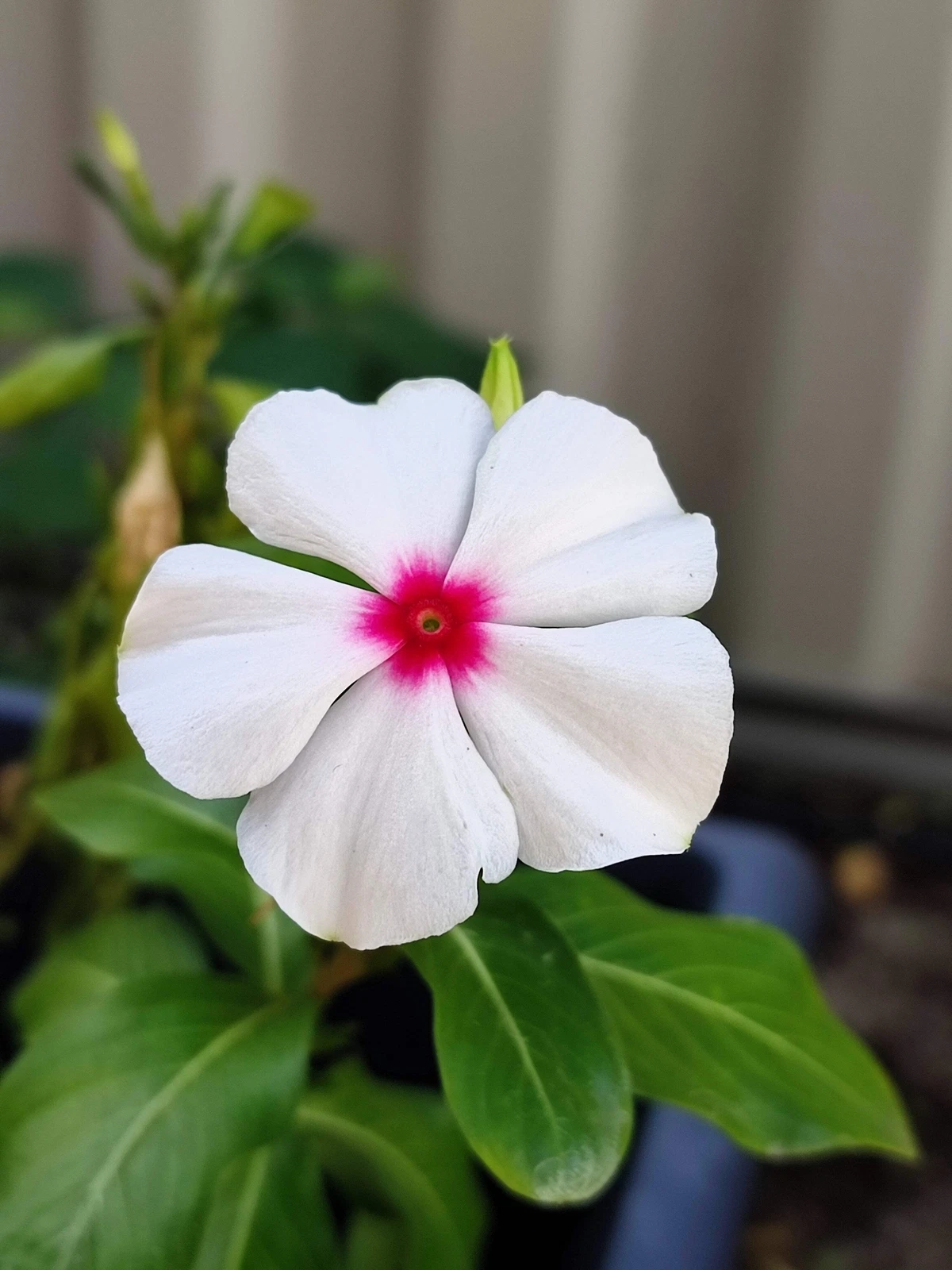 100 BRIGHT EYES PERIWINKLE Vinca Rosea Dwarf White &amp; Pink Flower Seeds - $10.11