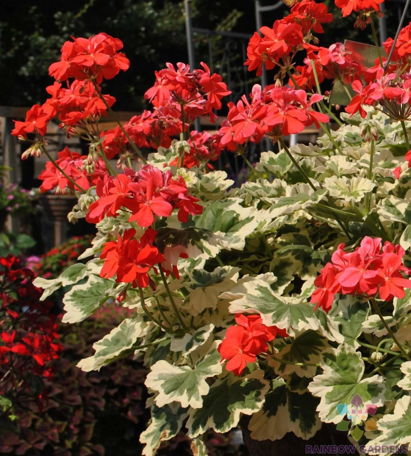 Seeds USA Seller 25 Glitterati Ice Queen Geranium Seeds - $10.96