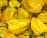 Lemon Habanero Hot Pepper Seeds 30 Hot &amp; Spicy Salsa Sauce Fast Shipping - £7.20 GBP