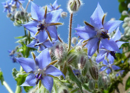 60 Seeds Borage Edible Blue Flower New Fast Shipping - $4.18